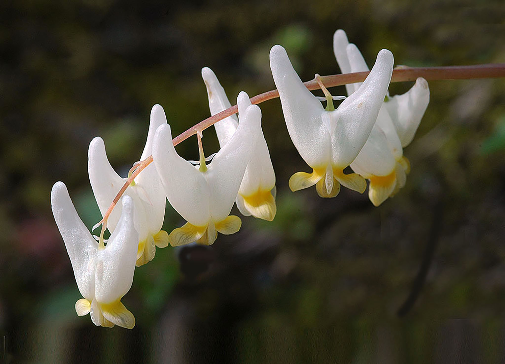 3rd PrizeOpen Nature In Class 2 By Joanne Stamm For Dutchmens Breeches OCT-2025.jpg